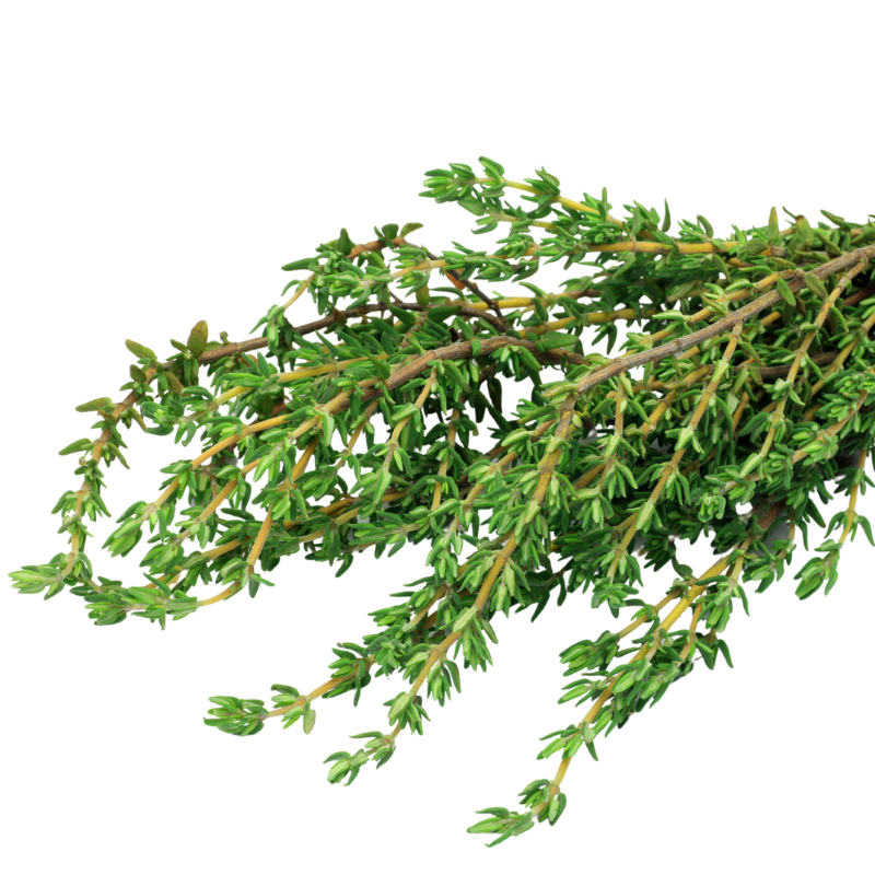 Thyme Oil Once an Antibacterial, Today Still an Antibacterial